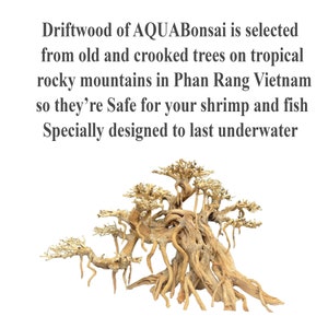 May include: Driftwood from AQUABonsai, a natural piece of wood from old and crooked trees on tropical rocky mountains in Phan Rang Vietnam.  The driftwood is designed to last underwater and is safe for shrimp and fish.