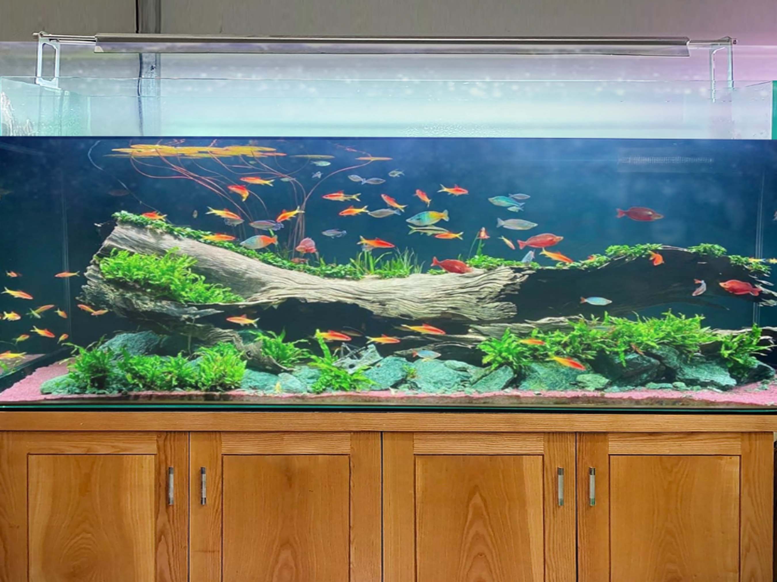 Centerpiece Fish Best Community Fish 55 Gallon Fish Tank