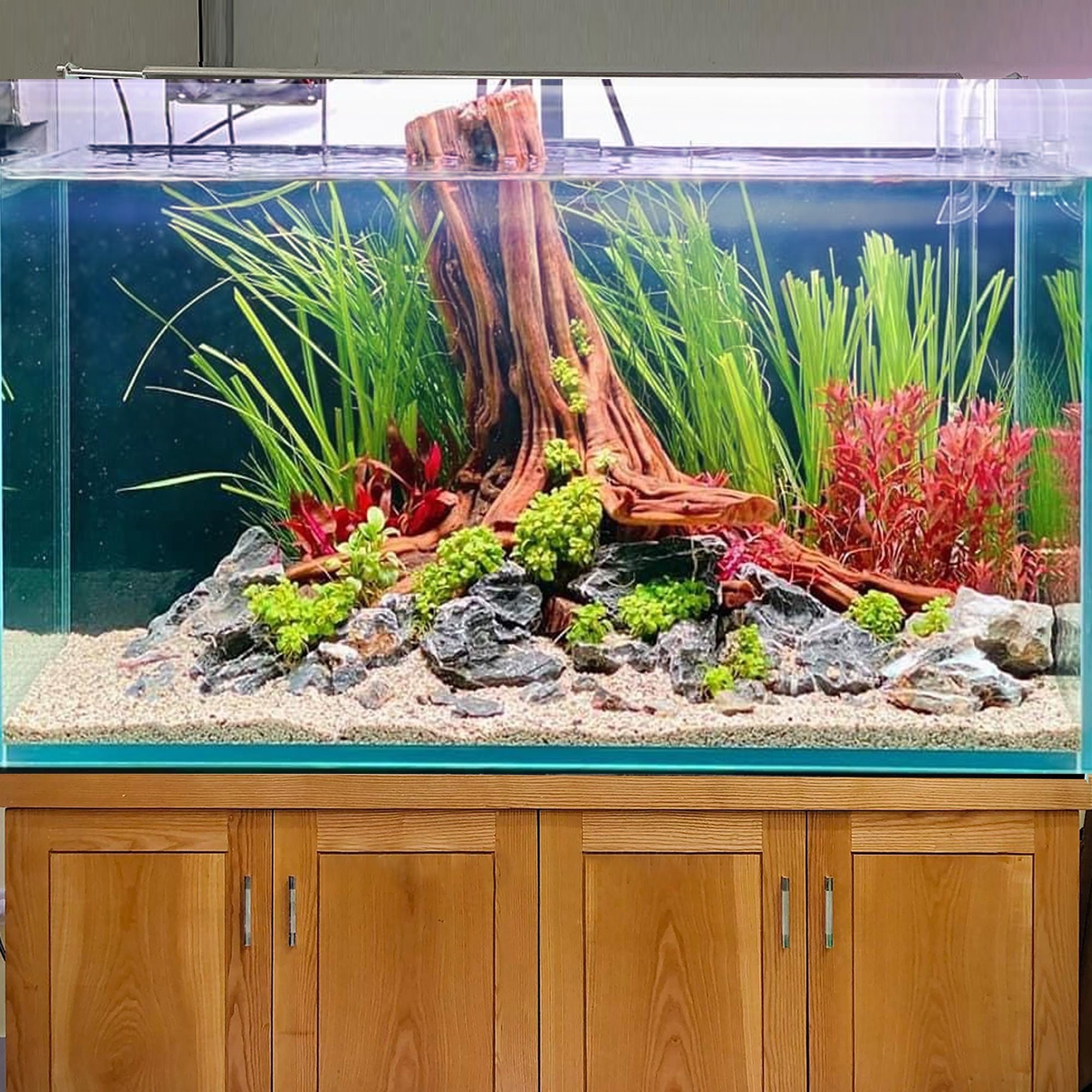 水槽流木切り株木水景木材盆栽水槽本物の流木 - Etsy 日本 水槽流木切り株木水景木材盆栽水槽本物の流木 - Etsy 日本