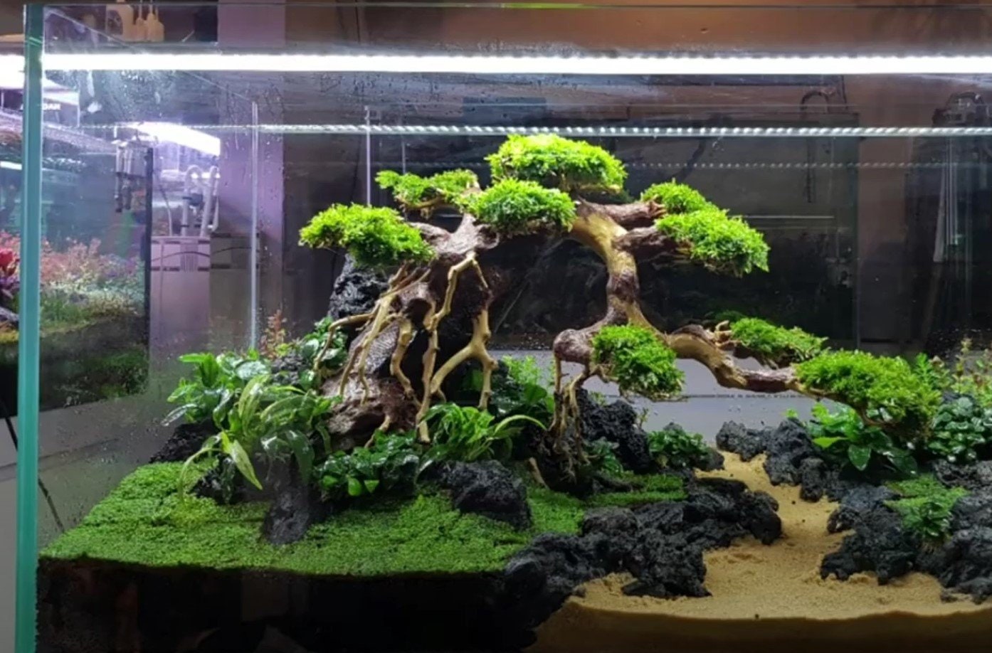 Driftwood Bonsai Aquarium Plants Real Drift Wood Fish Tank Etsy