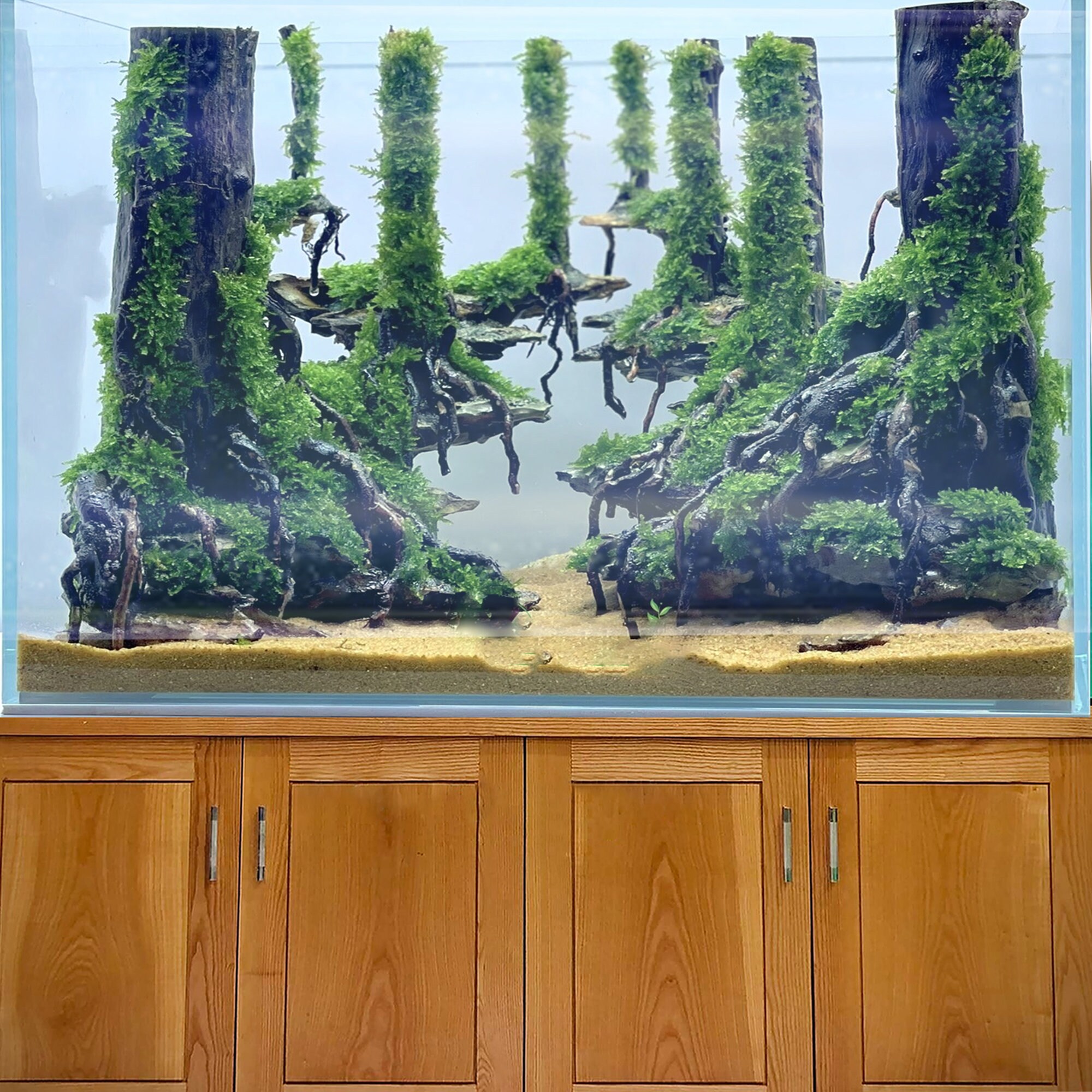 アクアスケープ 流木 水槽 盆栽 ハードスケープ 水槽 植物 アクアスケープ 流木 水槽 盆栽 ハードスケープ 水槽 植物