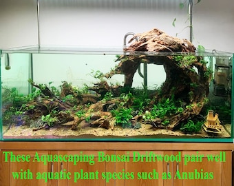 Buy Aquascape Aquarium Driftwood Bonsai Aquascaping Plants