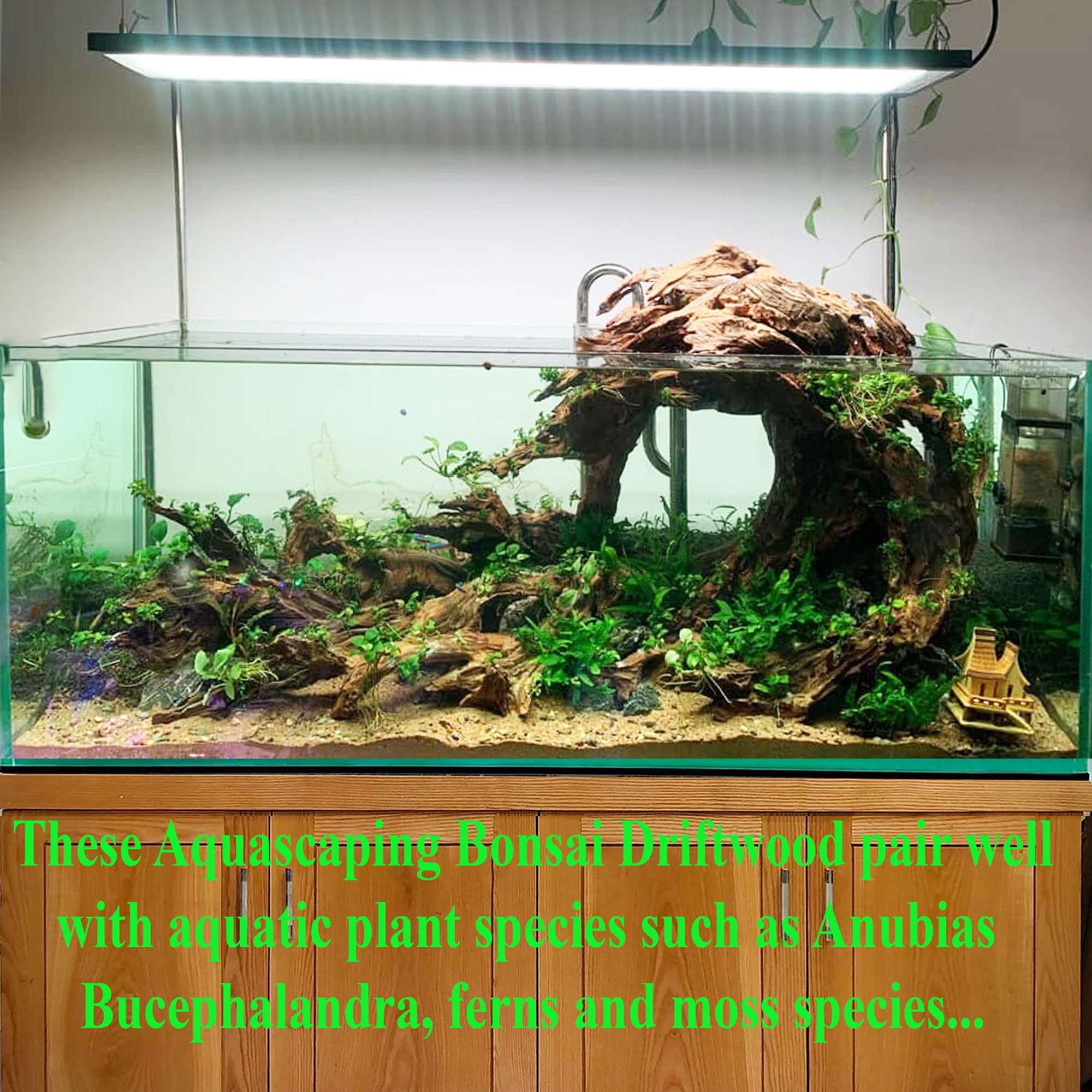 アクアスケープ 水槽 流木 盆栽 アクアスケープ 植物 ハード