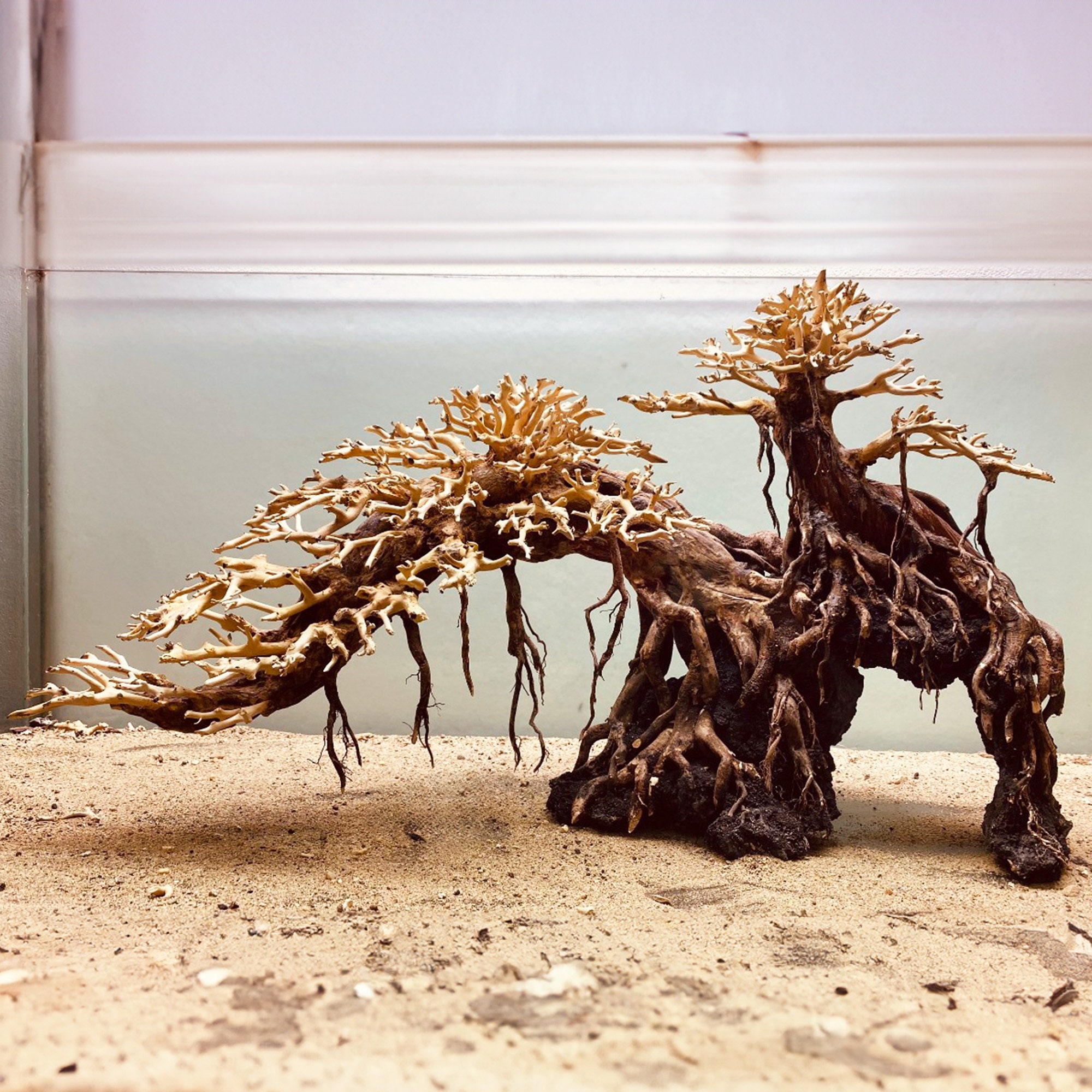 盆栽流木水槽水景岩盆栽水槽の装飾用 - Etsy 日本