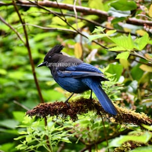 Puede incluir: Un arrendajo de Steller azul y negro posado en una rama cubierta de musgo en un exuberante bosque verde. El pájaro tiene una cresta distintiva y una cola larga.