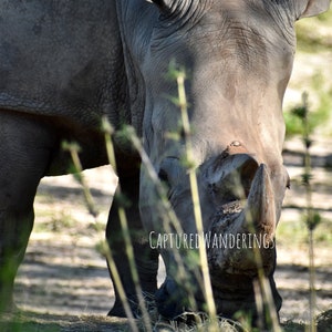 May include: A close-up of a gray rhinoceros grazing on grass. The rhinoceros's large horn is visible, and the animal's skin is textured. The image is taken from a low angle, with the grass in the foreground.