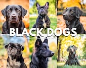 Black Dogs Lightroom Presets: Mobile Pet Photography Filters (Warm Tones, 10 Included)