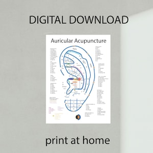 Auricular Acupuncture Chart PDF
