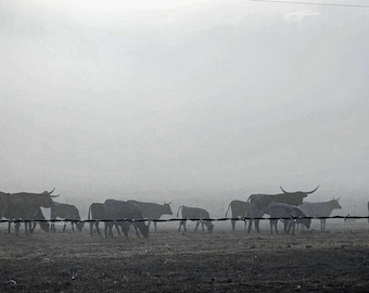 Cuernos largos en la niebla