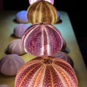 May include: A collection of spherical sea urchin shells arranged in a line, featuring textured surfaces with vertical ridges. The shells display a gradient of colors including shades of purple, pink, orange, and tan, with some illuminated from within.