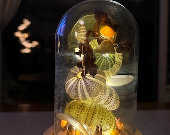 Cabinet de curiosités