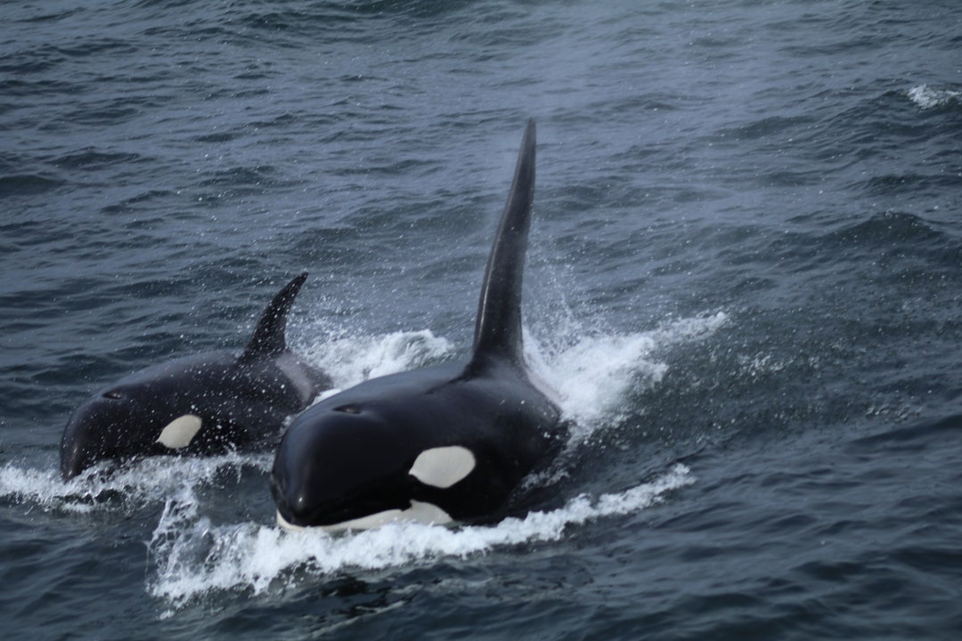 Orca Siblings - Etsy