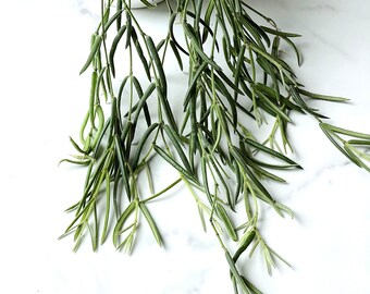 Hoya Linearis One  Fresh Cutting 8~9 nodes