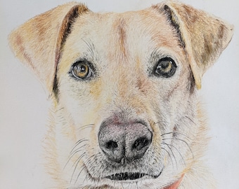Custom Colored Pencil Pet Portrait