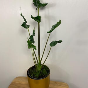Alocasia Teletubbies Tubero Bulbo Corm
