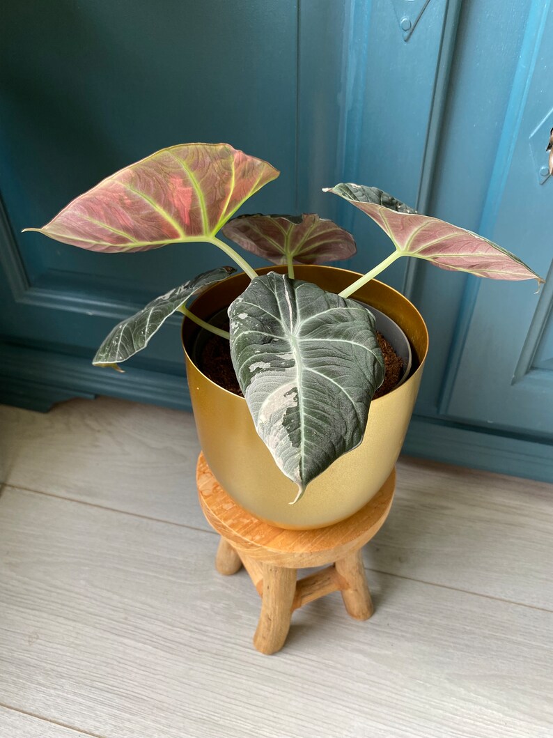 Alocasia Black Velvet Pink Variegata Bild 4