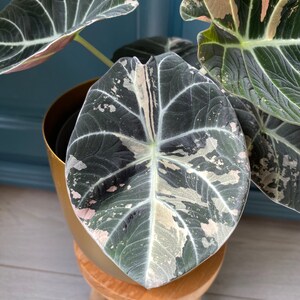 Alocasia Black Velvet Pink Variegata Bild 1