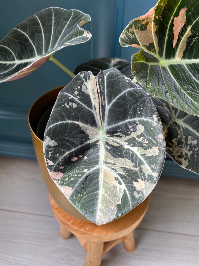 Alocasia Black Velvet Pink Variegata Bild 1