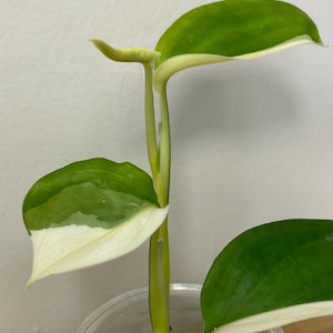 May include: Close-up of a young plant with green and white variegated leaves. The leaves have a vibrant green center with white edges. The plant is in a clear plastic pot with a light green substrate. The stem is a light green color.