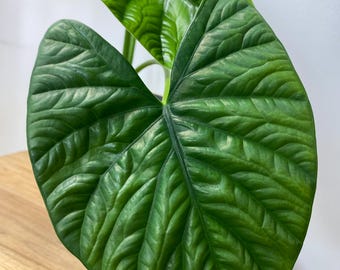 Alocasia Lukiwan Knol Bulb Corm