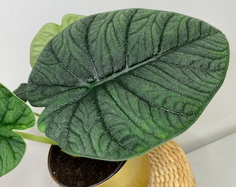 Alocasia Melo Knol Zwiebelknolle