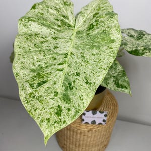 Alocasia Macrorrhiza Splash Variegata Knol Bulb Corm