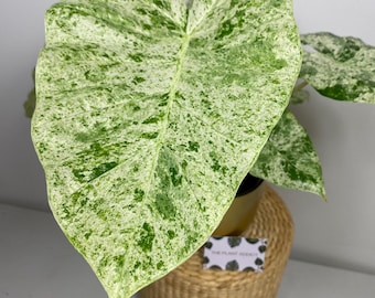 Alocasia Macrorrhiza Splash Variegata Tubero Bulbo Cormo