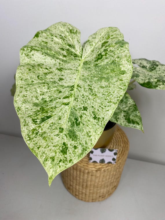 Alocasia Macrorrhiza Splash Variegata Tuber Bulb Corm - Etsy Denmark