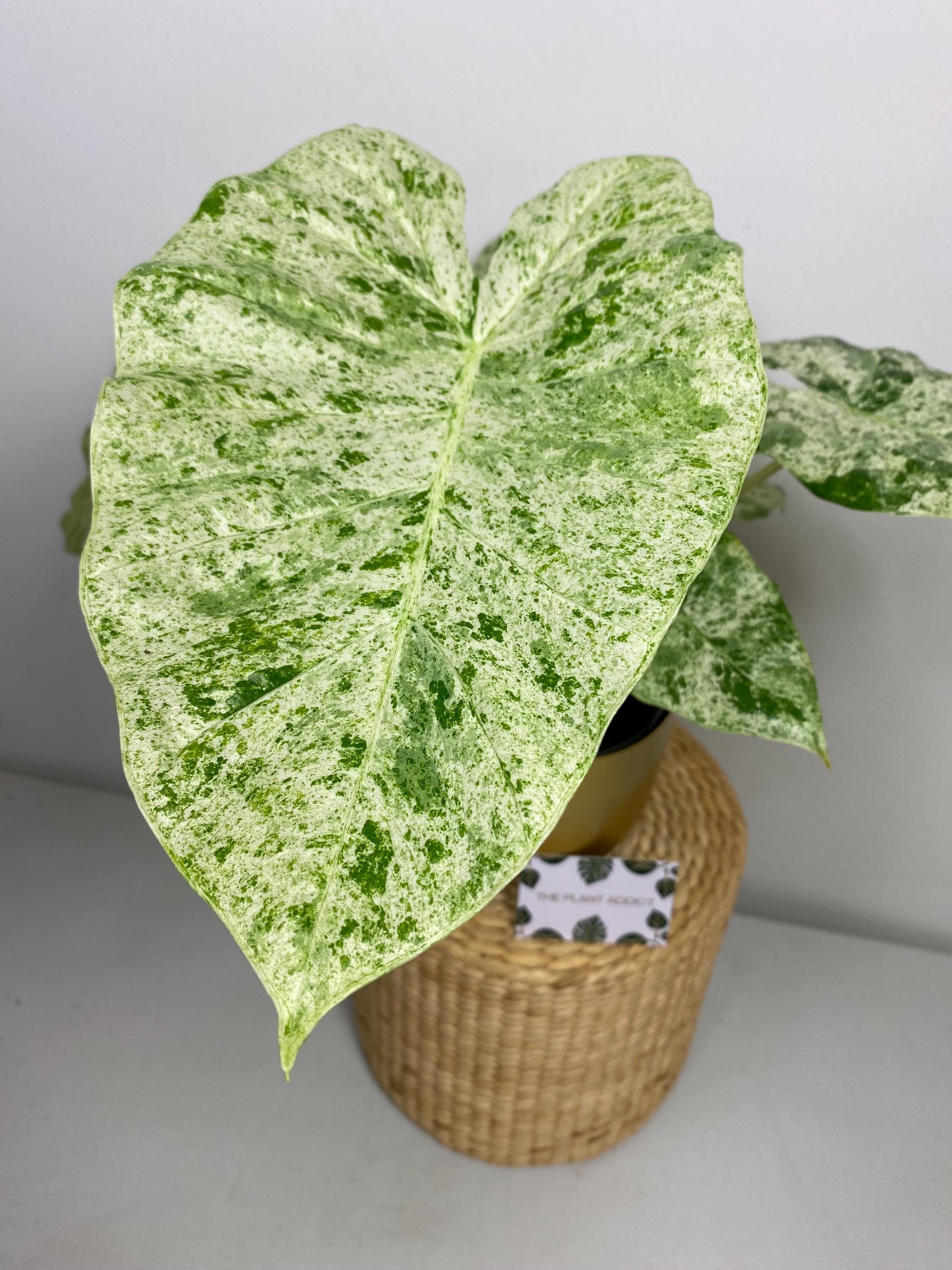 Alocasia Macrorrhiza Splash Variegata Tuber Bulb Corm - Etsy Denmark
