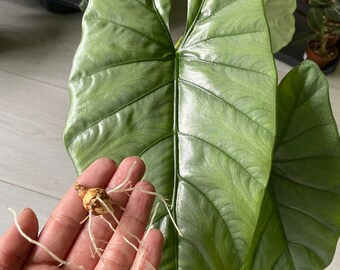 Bulbos de tubérculos de Alocasia Corazón