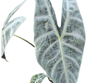 Alocasia Longiloba Silver Tubérculo Bulbo Cormo