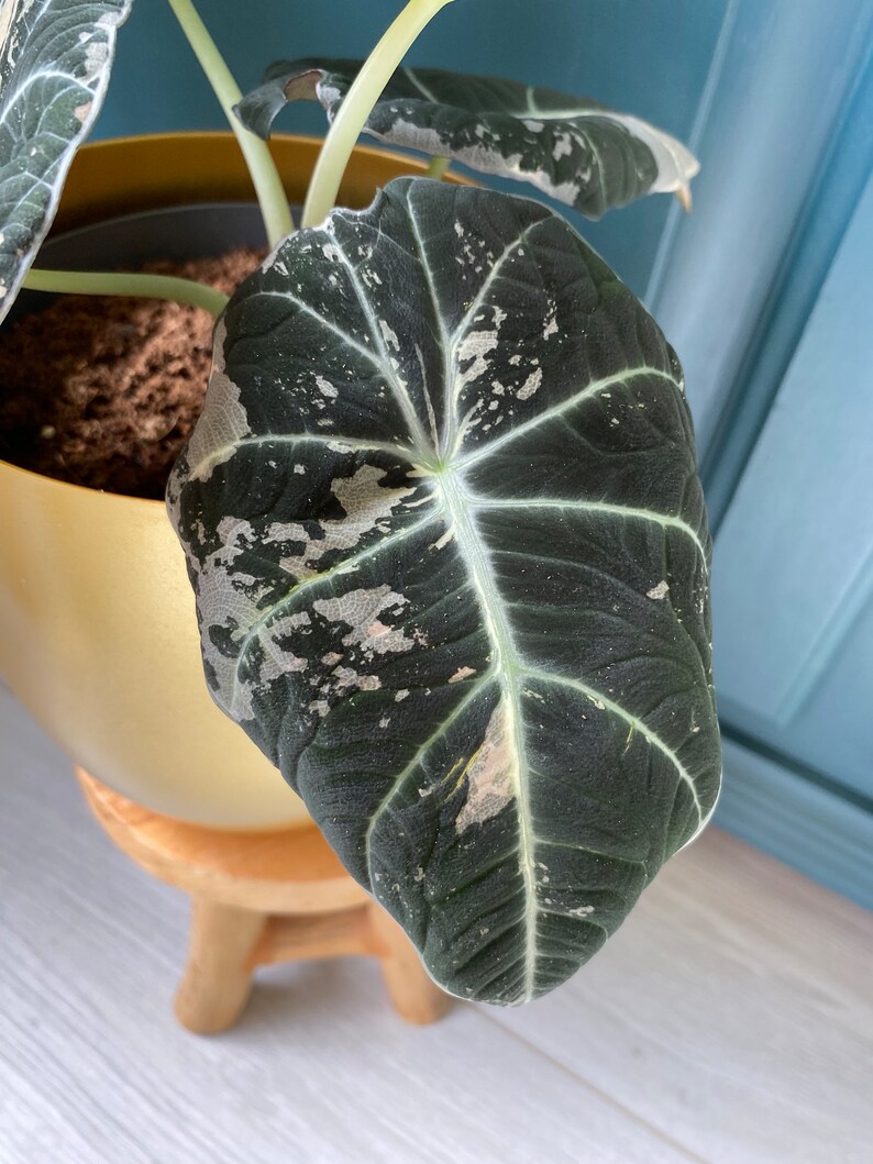 Alocasia Black Velvet Pink Variegata Bild 7