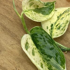 Könnte beinhalten: Ein panaschierter Pothos-Pflanzensteckling mit herzförmigen Blättern, die ein marmoriertes Muster aus tiefem Waldgrün und Cremeweiß aufweisen. Der Stängel ist hellgrün und verbindet drei einzelne Blätter mit einer glänzenden Textur.