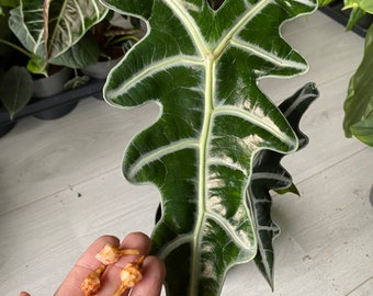 Bulbi di tuberi di Alocasia Sanderiana Nobilis