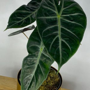 Alocasia Pink Dragon Tuber Bulb Corm