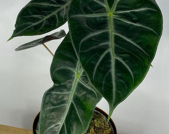 Bulwa bulwiasta Alocasia Pink Dragon