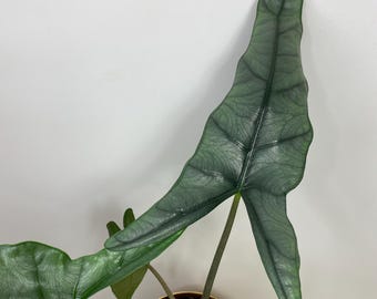 Alocasia Heterophylla „Dragons Breath” Bulwa bulwiasta