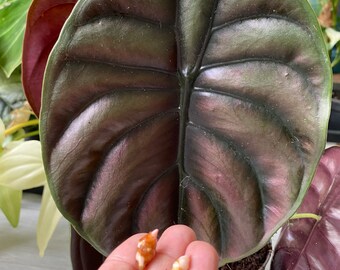 Bulbes de tubercules Alocasia Cuprea « Red Secret »