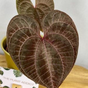 Dioscorea Discolor