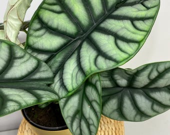 Alocasia Silver Dragon Tuber Bulb Corm