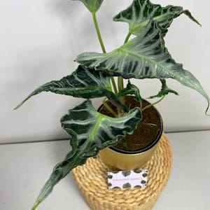 Alocasia Loco Knol Bulb Corm