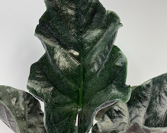 Alocasia Antoro Velvet Tuber Bulb Corm