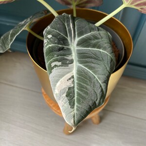 Alocasia Black Velvet Pink Variegata Bild 6