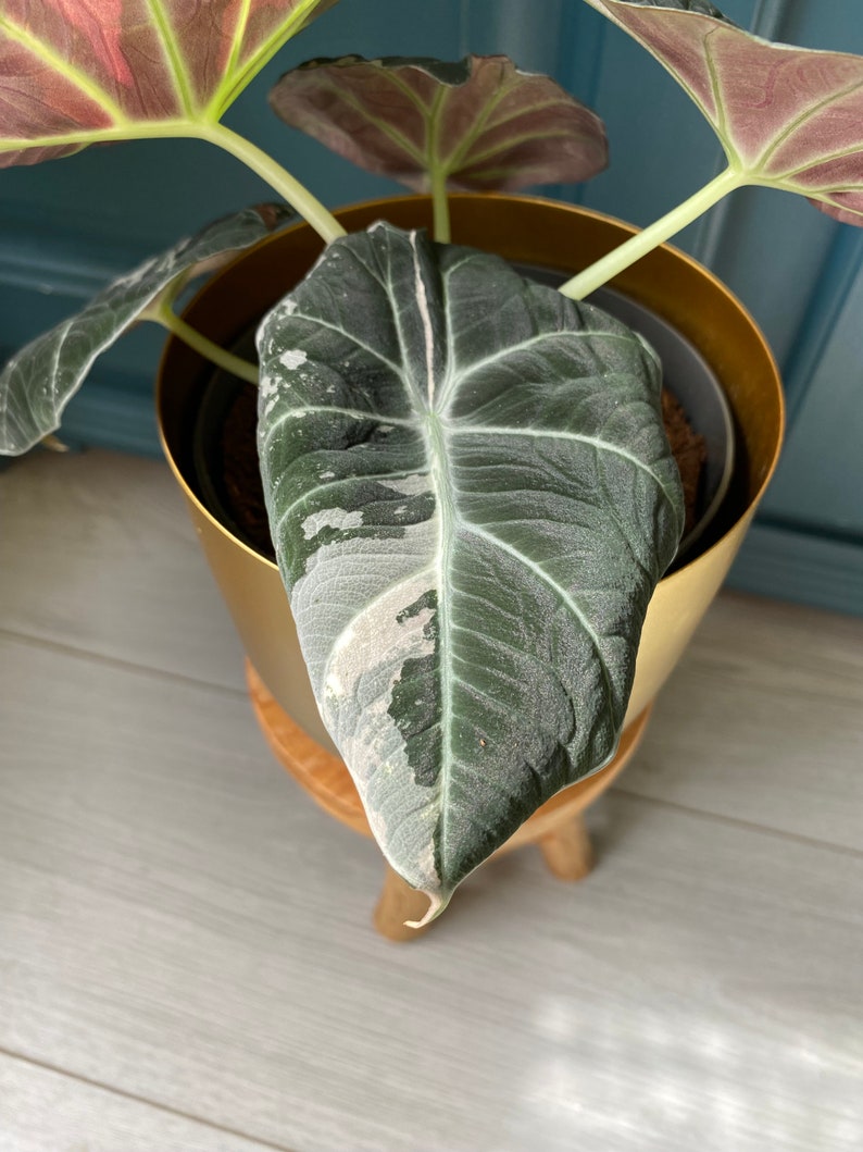 Alocasia Black Velvet Pink Variegata Bild 6