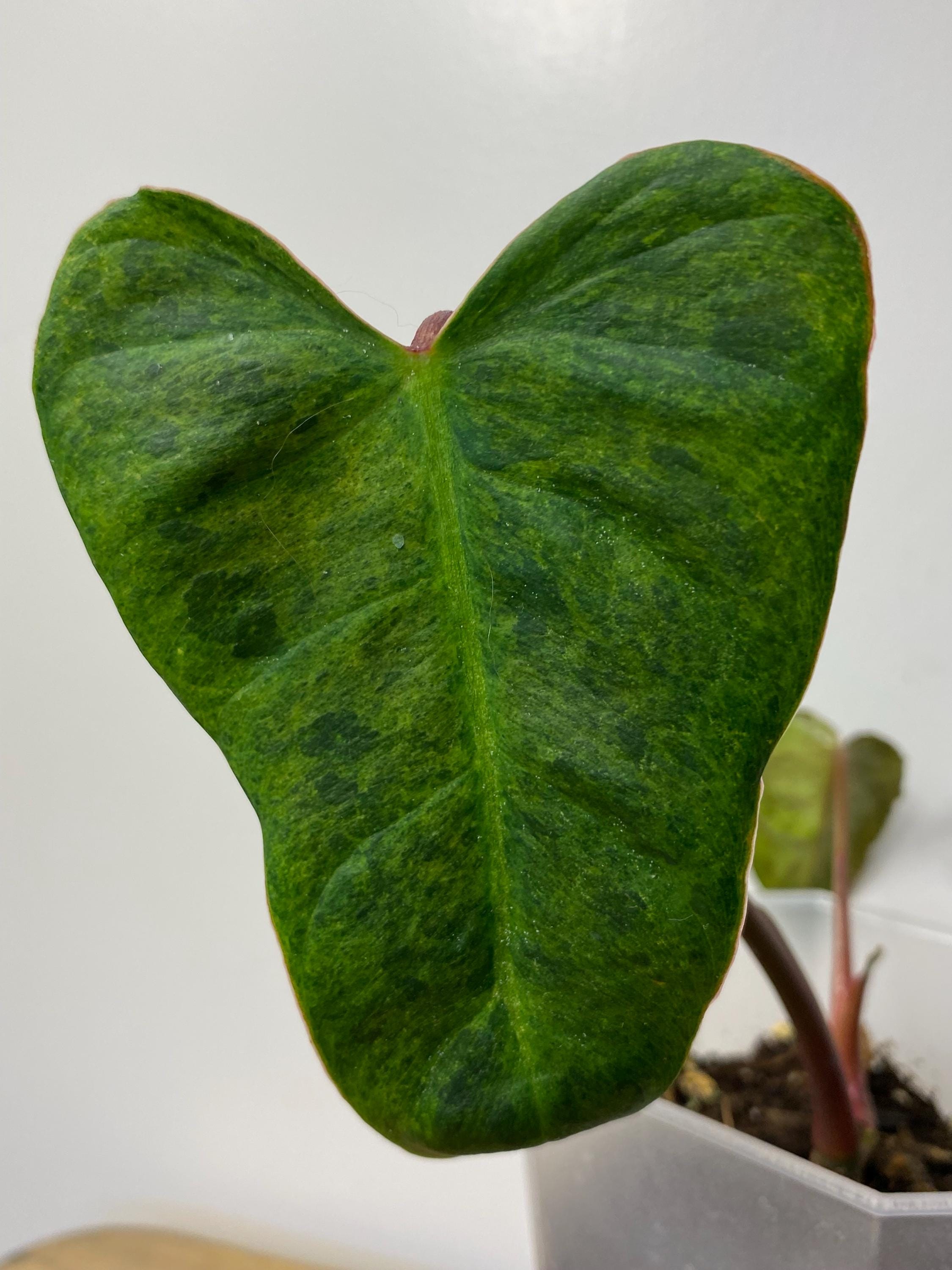 Philodendron El Choco Red X Billietiae Variegata - Etsy España