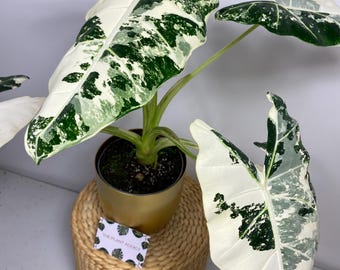 Cormo de bulbo de tubérculo Alocasia Frydek Variegata