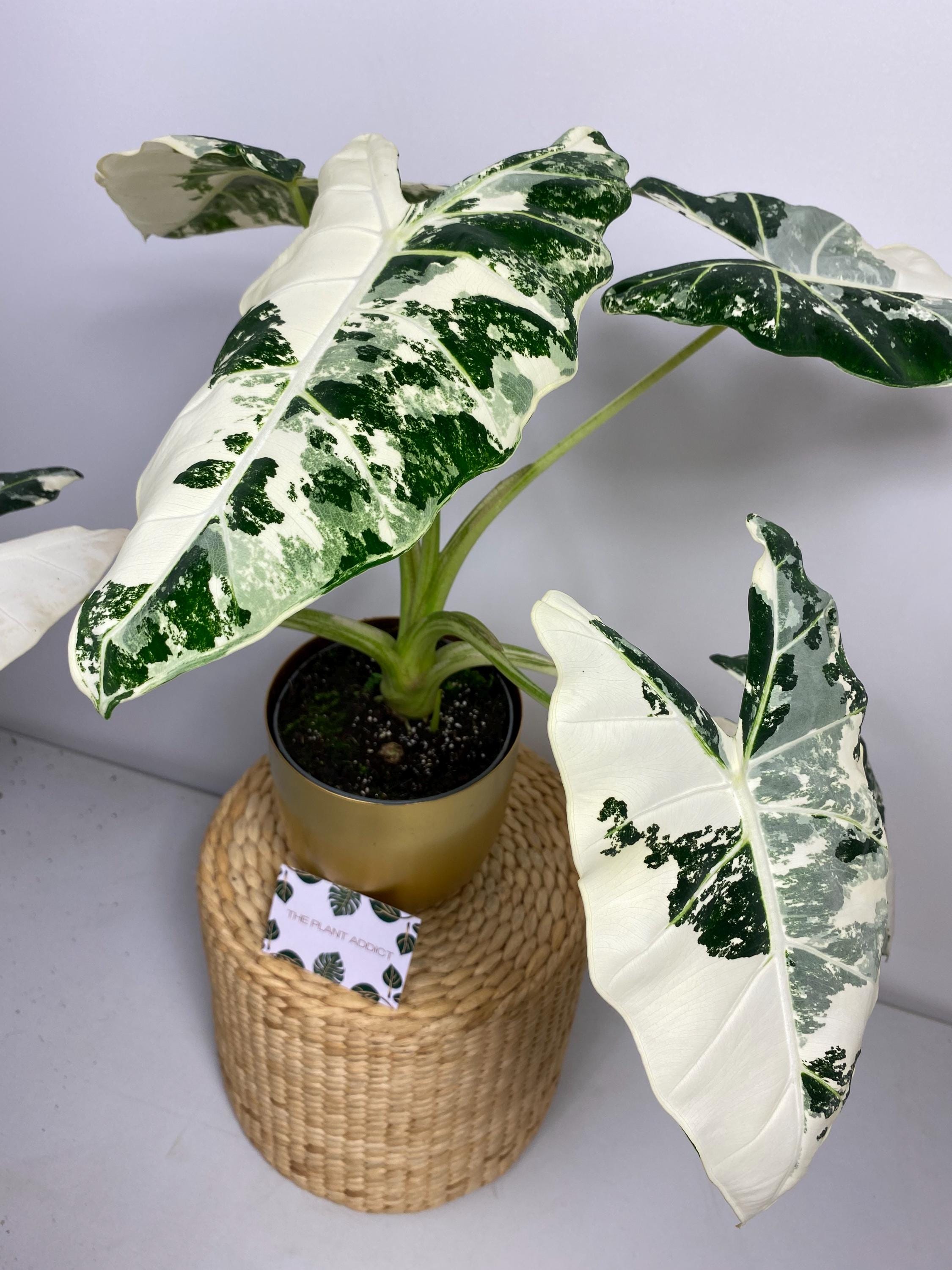 string of pearls variegata Senecio variegata