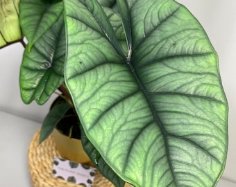 Alocasia Platinum Knollen Zwiebeln Zwiebeln