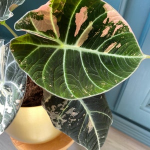 Alocasia Black Velvet Pink Variegata Bild 3