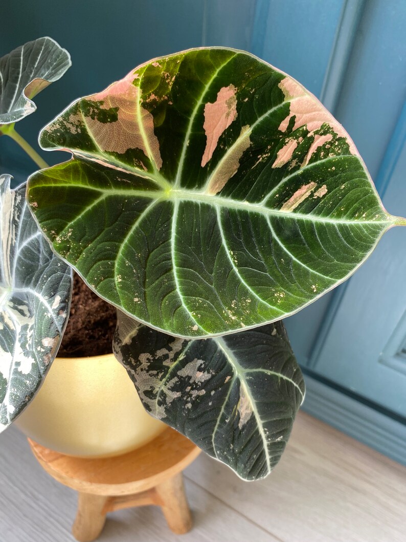 Alocasia Black Velvet Pink Variegata Bild 3